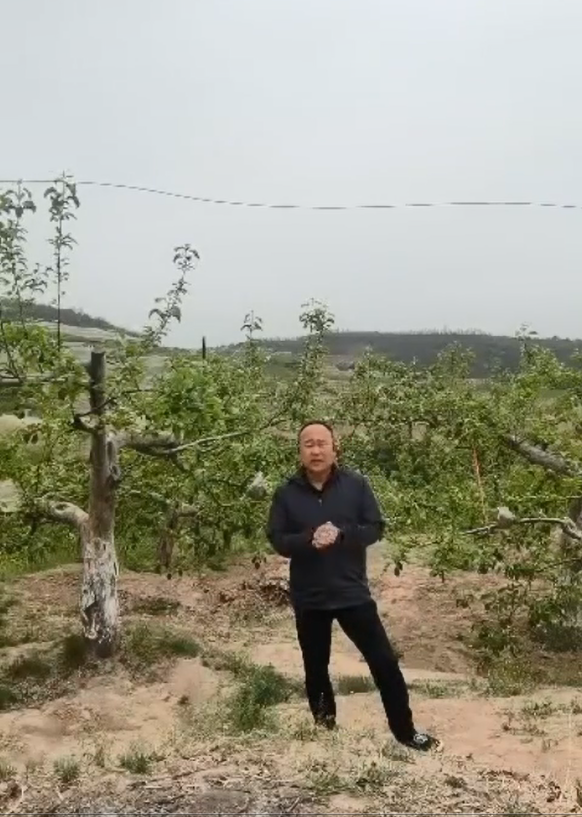延安苹果